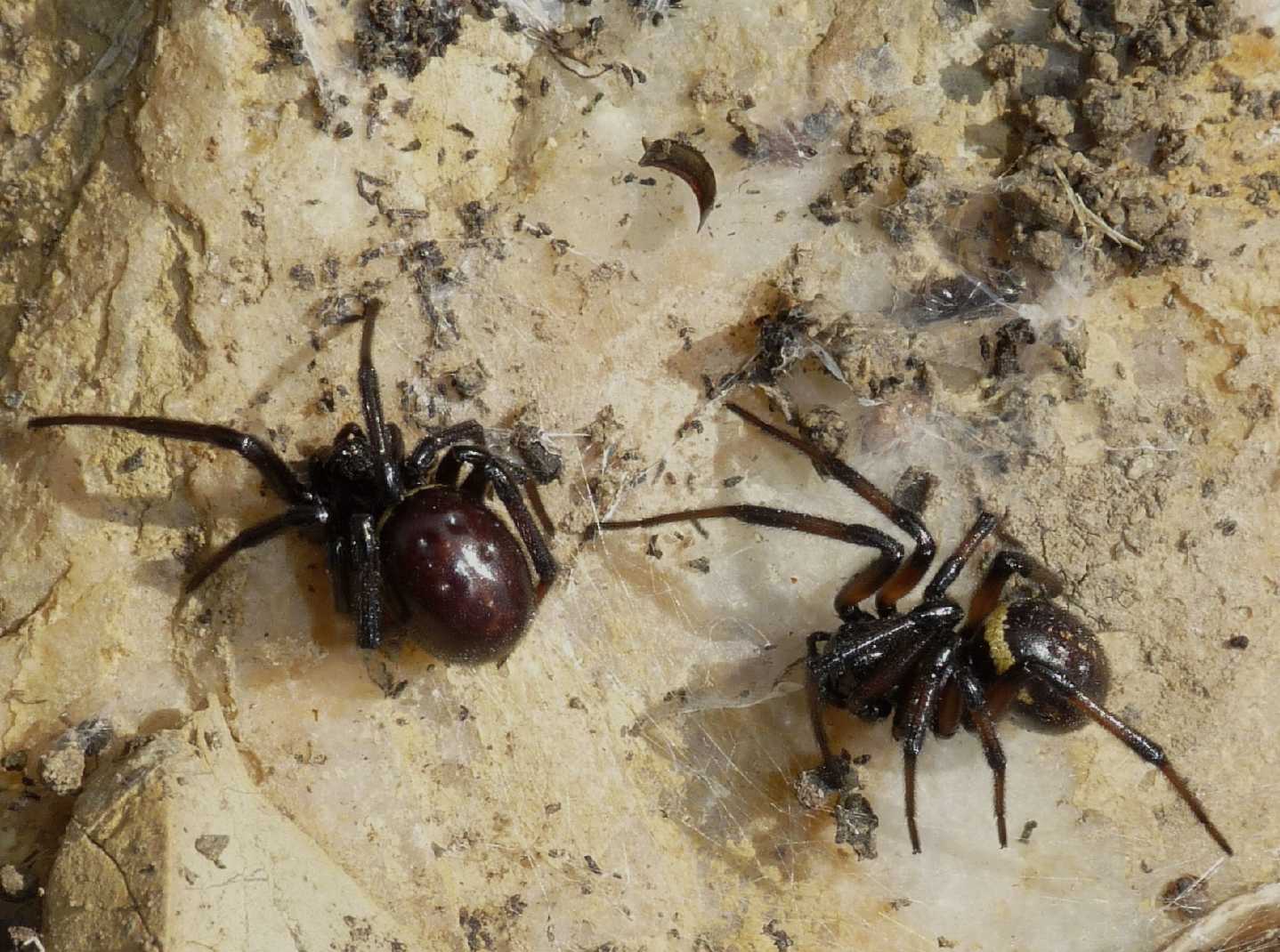 Steatoda paykulliana